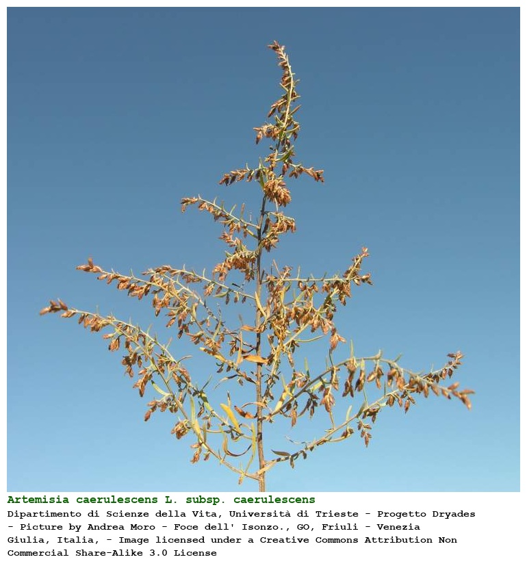 Artemisia caerulescens L. subsp. caerulescens